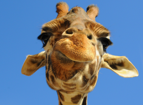 Dani's Giraffe